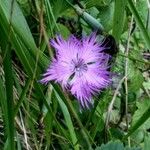 Dianthus hyssopifolius Blomst