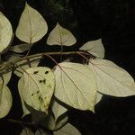 Sinclairia polyantha Leaf