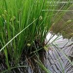 Carex vesicaria Folha