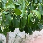 Chionanthus retusus Frukt