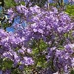 Jacaranda mimosifoliaVirág