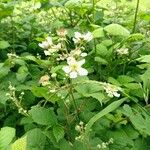 Rubus fruticosusFlower