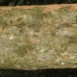 Pradosia ptychandra Bark