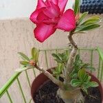 Adenium obesumFiore