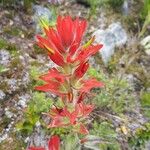 Castilleja miniata Çiçek