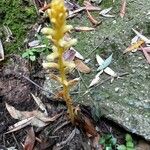 Orobanche flava Flower