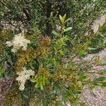 Bursaria spinosa برگ