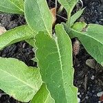 Symphytum caucasicum Folha