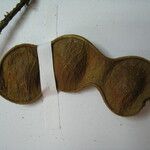 Inga brachystachys Otro