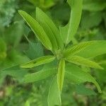 Desmodium canadense Blatt