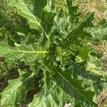 Solanum dasyphyllum Leaf