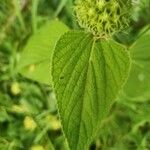 Phlomis fruticosa叶