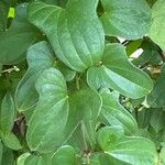 Dioscorea polystachya Hoja