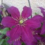 Clematis viticella फूल