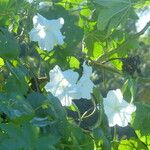 Ipomoea alba Цвят