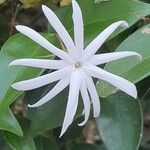 Jasminum laurifolium Flor