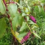 Phytolacca bogotensis Цветок