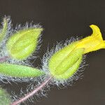 Mimetanthe pilosa Flower