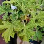 Pelargonium citronellum Blad