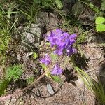 Campanula glomerataBlomma