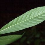 Amaioua guianensis Liść