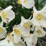 Narcissus cantabricus Flor