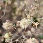 Dittrichia graveolens Fruit