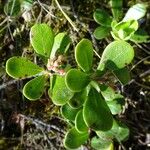 Arctostaphylos uva-ursi Листок