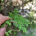 Cupressus lusitanica Fuelha