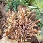 Orostachys malacophylla ശീലം