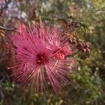 Calliandra eriophyllaBlüte