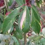 Photinia davidiana Leaf