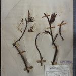 Erythrina stricta Otro