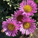 Erigeron glaucus Flor