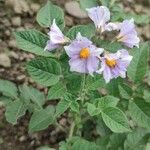 Solanum tuberosum Flors