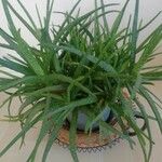 Aloe veraЛисток