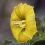 Physalis crassifolia Flower