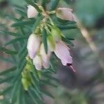 Erica erigena Flor