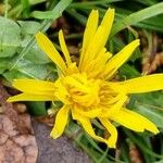 Taraxacum cucullatiforme 花