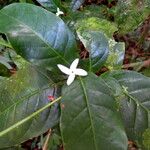 Coffea arabica Flower