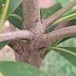 Lithocarpus edulis Ŝelo