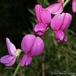 Lathyrus vestitus Flower