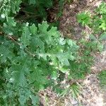 Quercus lobata Hoja