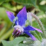 Borago officinalis Květ