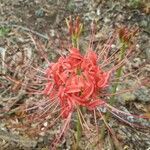 Lycoris radiata Kvet