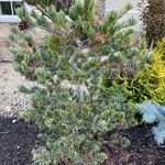 Pinus parviflora Fulla
