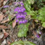 Collinsia tinctoria Buveinė