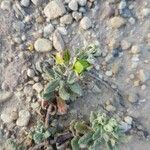 Helianthemum ledifolium Ffrwyth