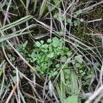 Cardamine oligosperma Φύλλο