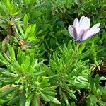 Dimorphotheca fruticosa ফুল